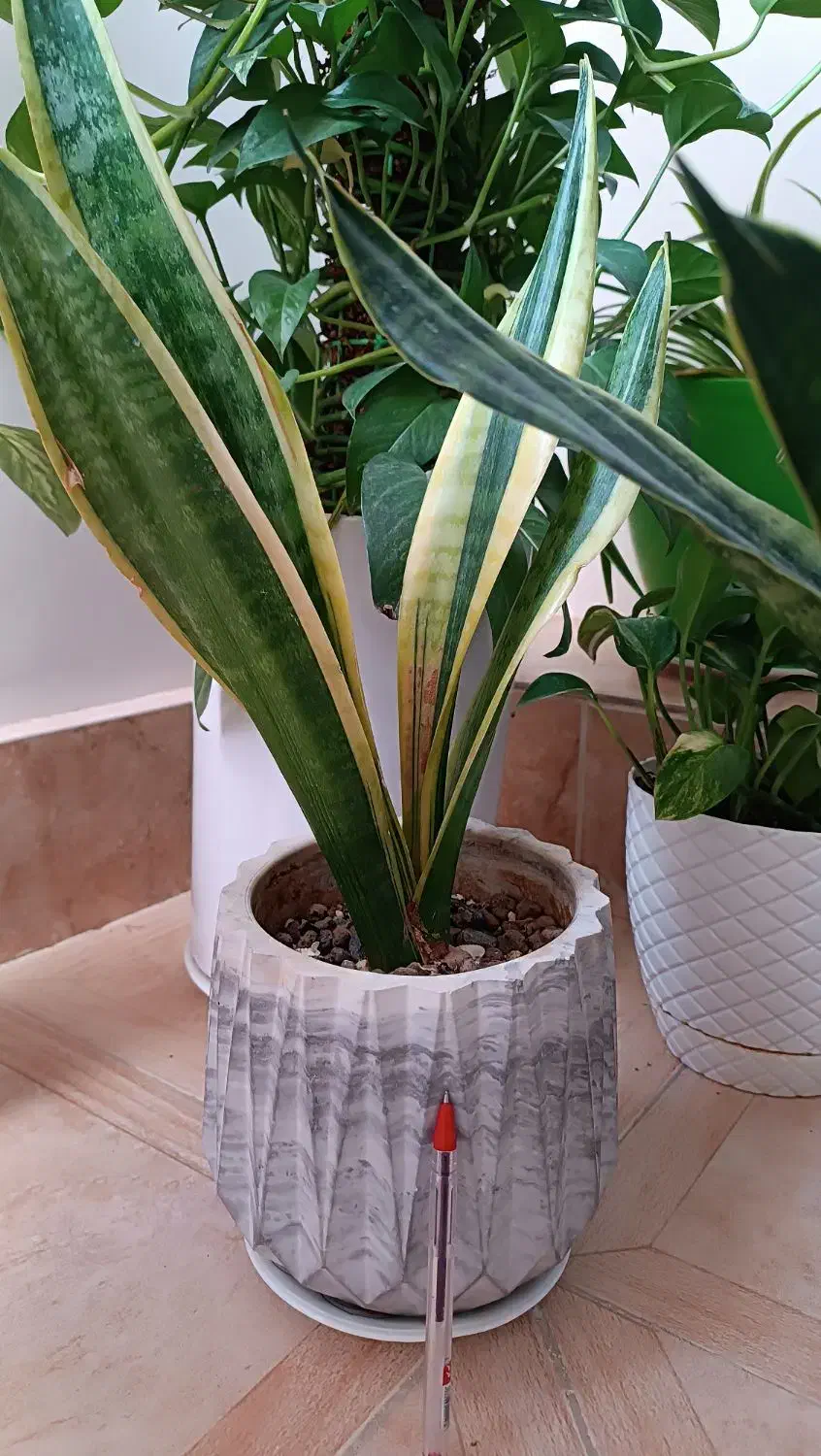 گلدون و قلمه گل ورق بزنید|گل و گیاه طبیعی|سبزوار, توحیدشهر|دیوار