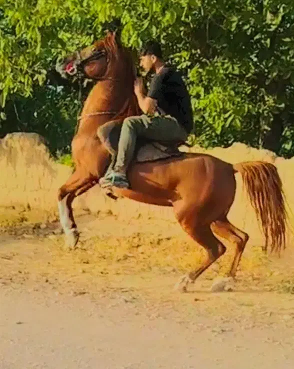 اسب نریون|اسب و تجهیزات اسب‌سواری|ضیاء آباد, |دیوار