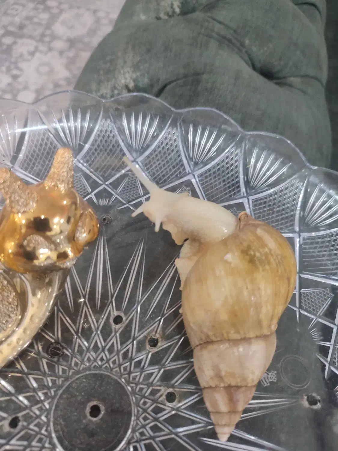 حلزون پرورشی آفریقایی آچاتینا جهت زیبایی پوست|خزنده|اهواز, کوروش|دیوار