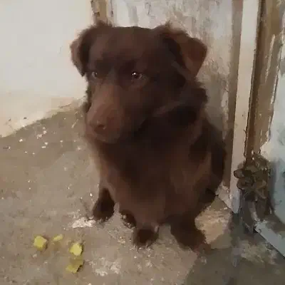 واگذاری سگ پاکوتاه|سگ|شیروان (خراسان), |دیوار