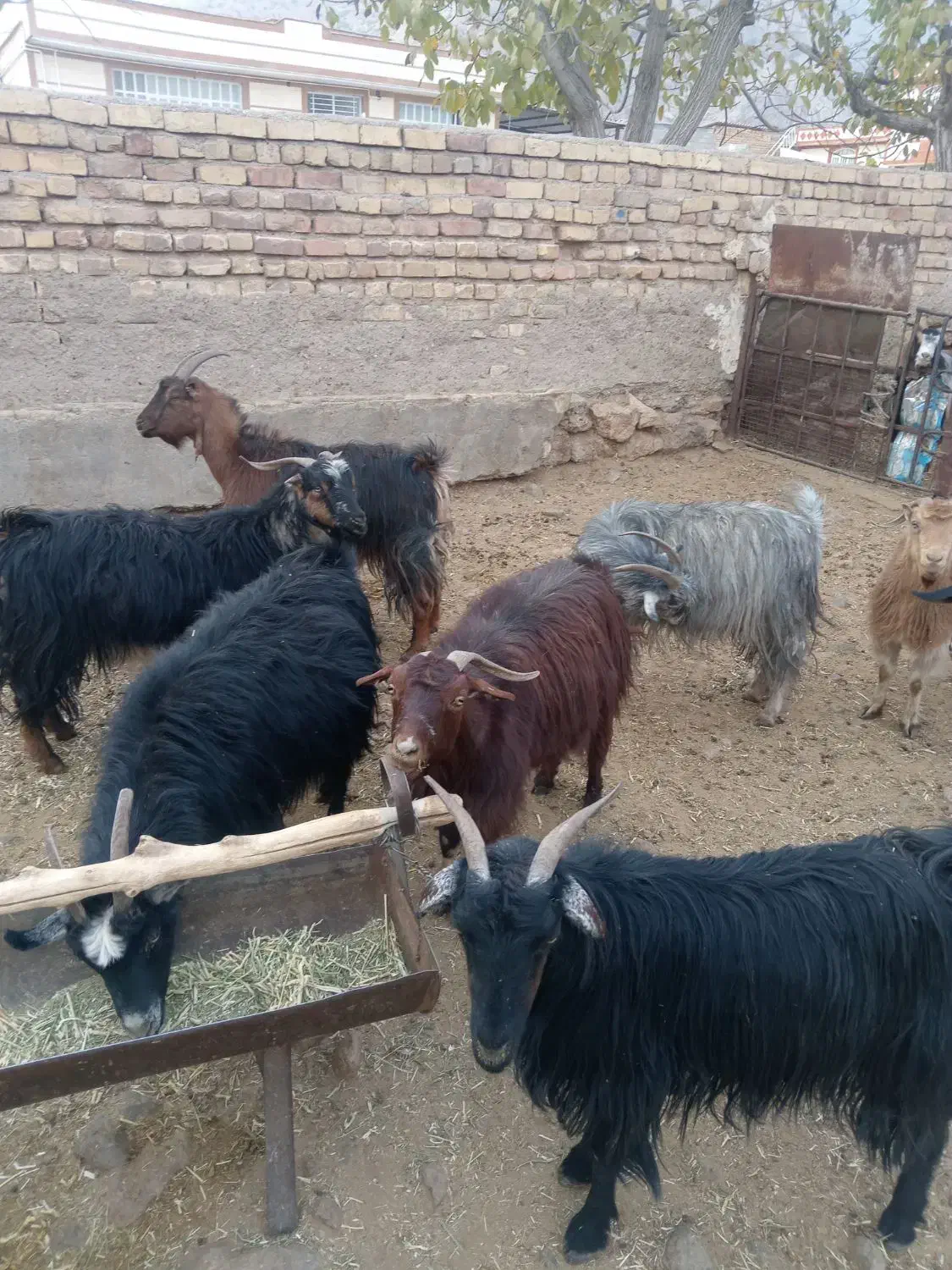 بز آبستن نزدیک|حیوانات مزرعه|درودزن, |دیوار