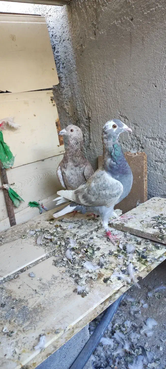 بورمگس|پرنده|نازیل, |دیوار