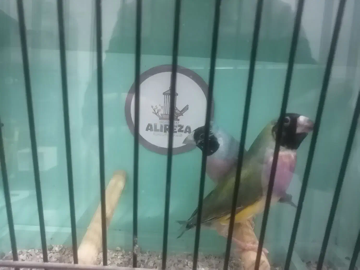 فنچ گلدین|پرنده|مشگین شهر, |دیوار