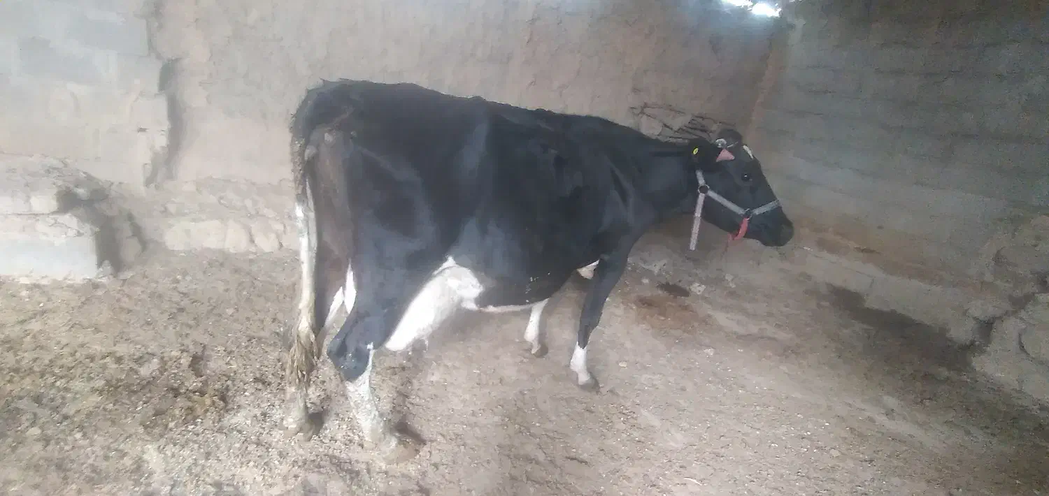 گوساله نر سینمینتال|حیوانات مزرعه|بجنورد, |دیوار