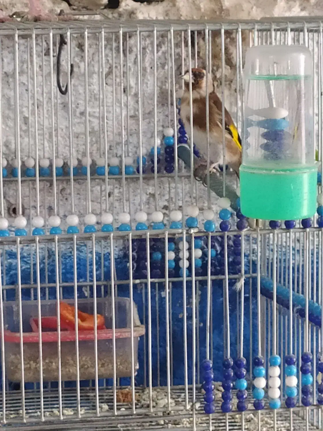 سهره 2ساله|پرنده|اصفهان, بوستان ناژوان|دیوار