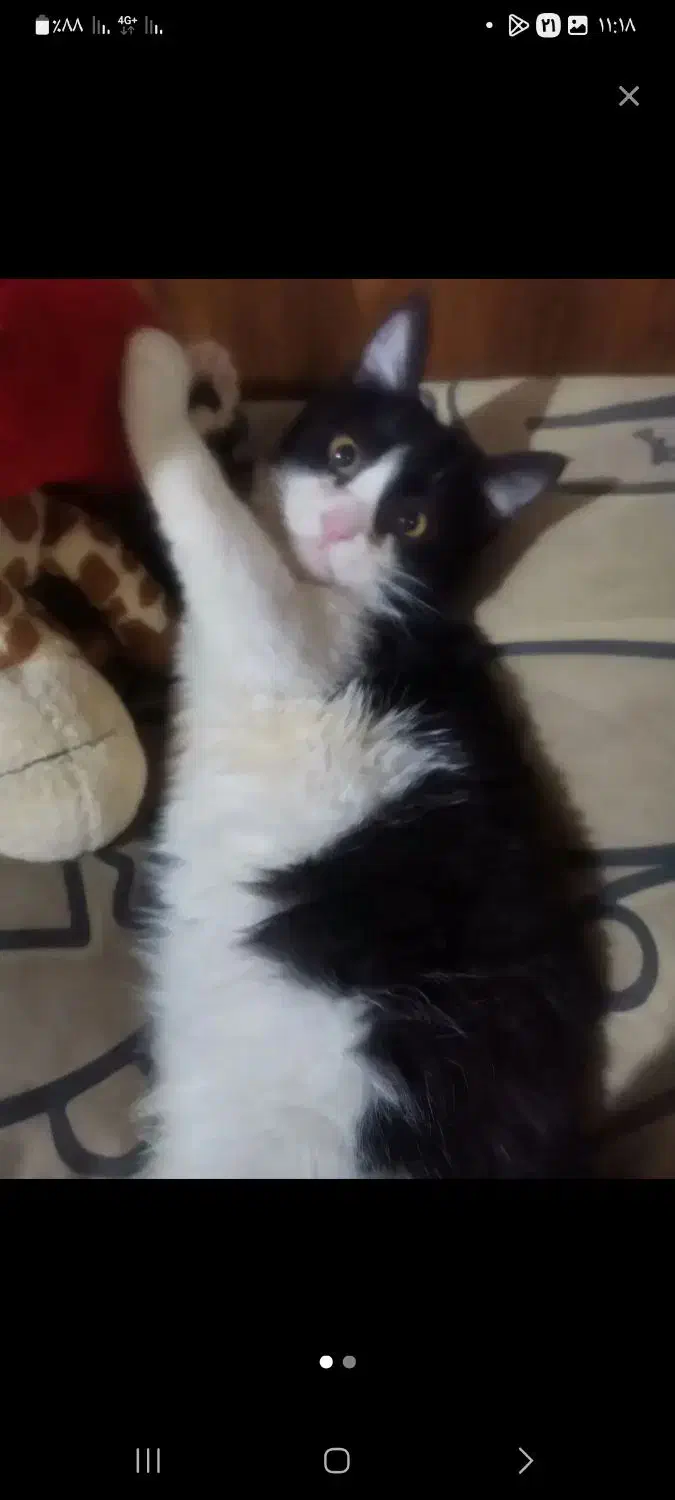 بچه گربه|گربه|همدان, |دیوار