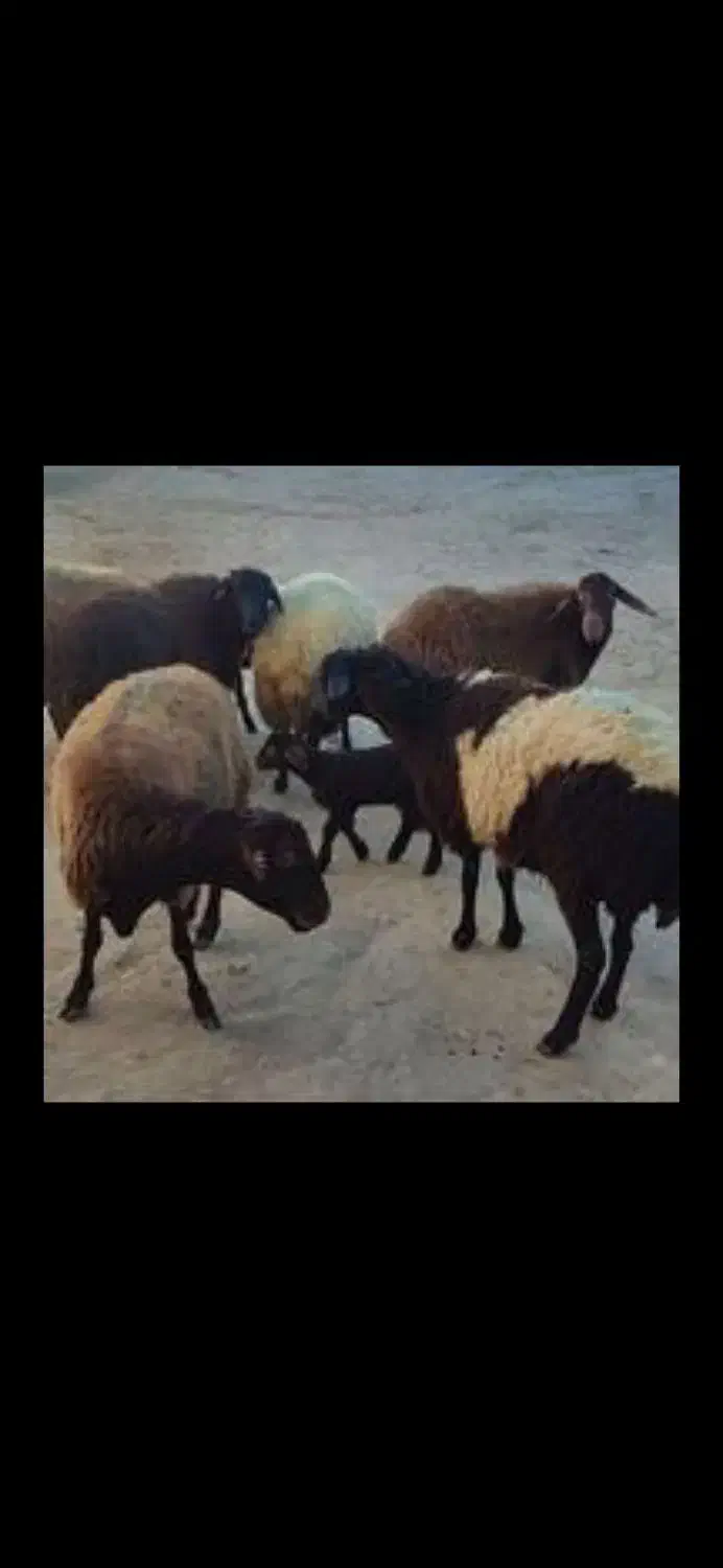 گوسفند اولین شکم چهل عدد|حیوانات مزرعه|بیجار, |دیوار