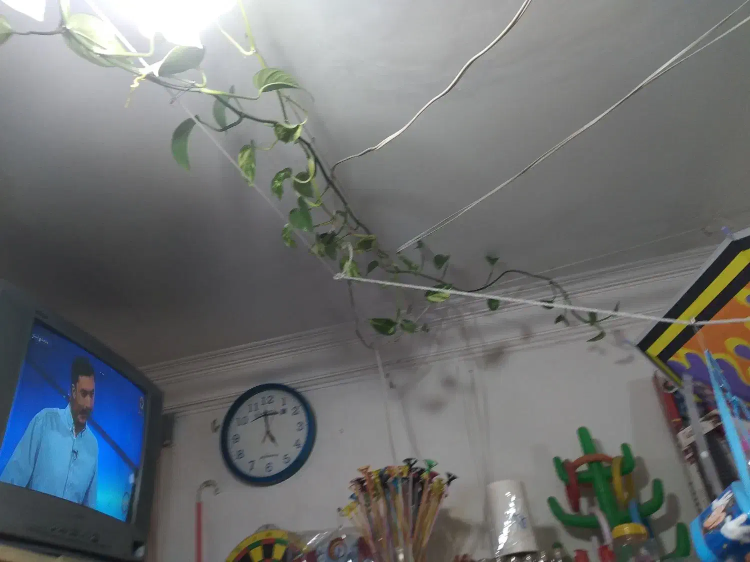 گل پتوس به طول سه متر|گل و گیاه طبیعی|مشهد, نوید|دیوار