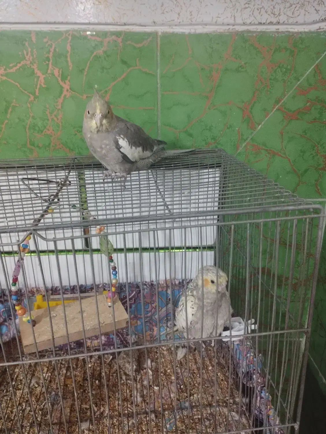 مرغ عشق و عروس هلندی|پرنده|خمینیشهر, |دیوار