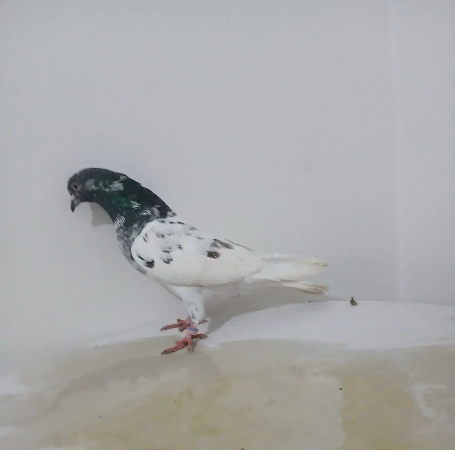 کبوتر غریب گیری|حیوانات|آق قلا, |دیوار