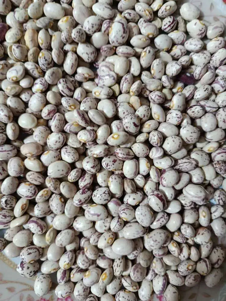 لوبیا چیتی|خوردنی و آشامیدنی|شیراز, باغشهر اهل بیت|دیوار