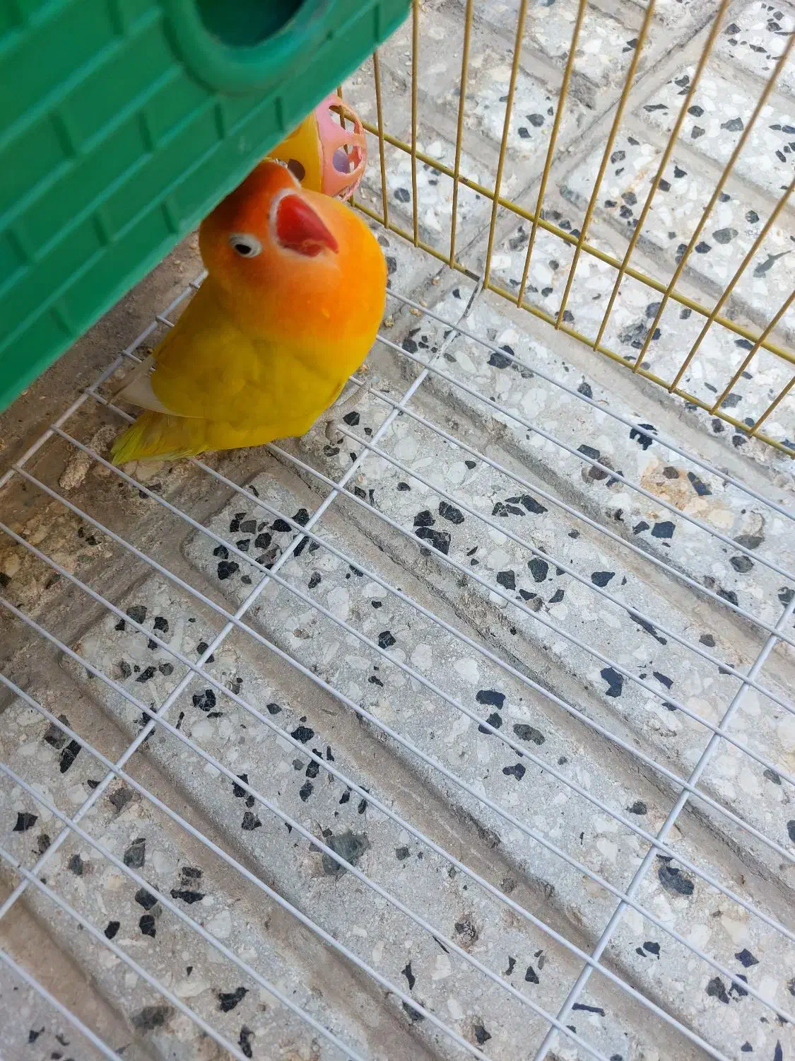 کوتوله برزیلی|پرنده|سبزوار, زینبیه|دیوار