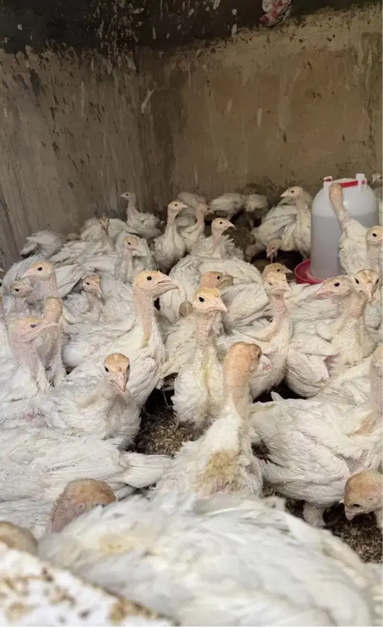 جوجه بوقلمون بیوتی سیکس یکماه وزن یک کیلو|حیوانات مزرعه|کرمان, |دیوار