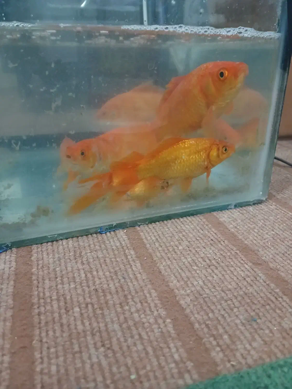 ماهی کوی|ماهی|خرم‌آباد, |دیوار