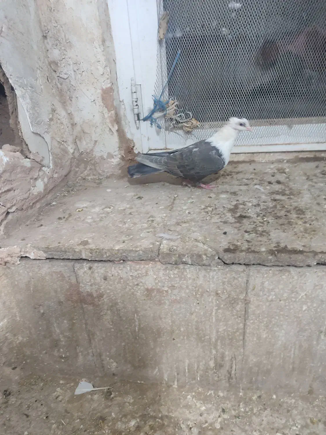 کله سفید ماده|پرنده|سبزوار, امام خمینی (ناوی)|دیوار