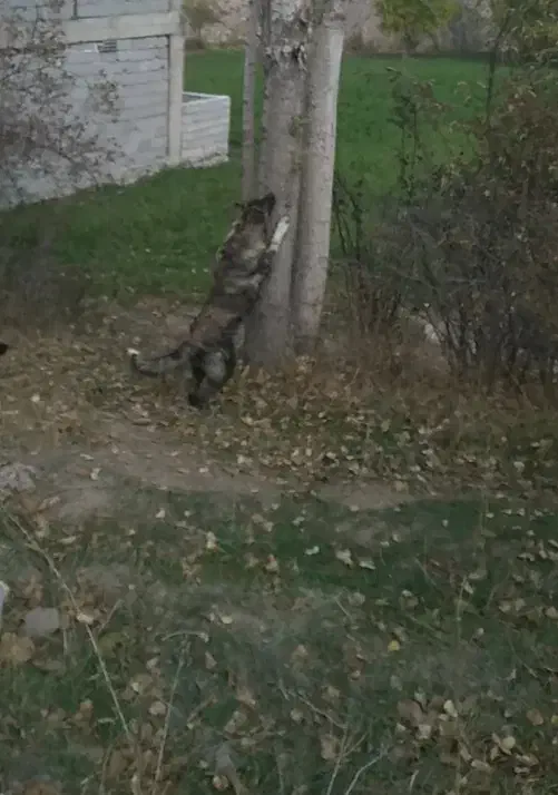 توله ۵ ماهه کمیاب از نژاد تخماق|سگ|مشگین شهر, |دیوار