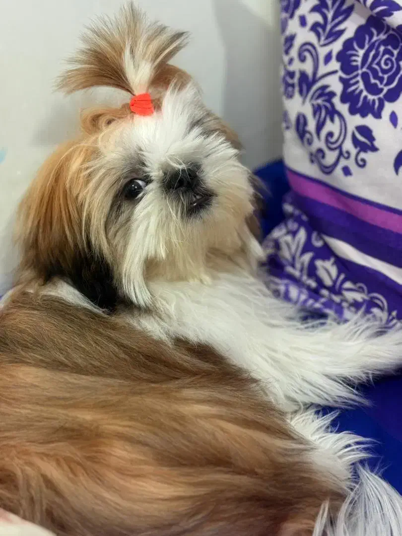 سگ اهلی|سگ|بندر ماهشهر, |دیوار