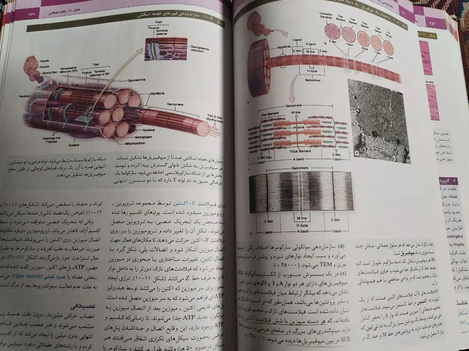 بافت شناسی پایه جان کوئیرا|کتاب و مجله آموزشی|اصفهان, سرچشمه|دیوار