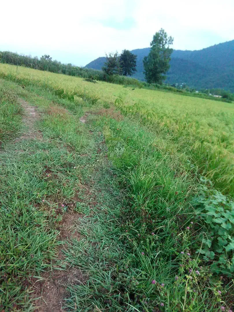 زمین شالیزار|فروش زمین و ملک کلنگی|گوراب زرمیخ, |دیوار