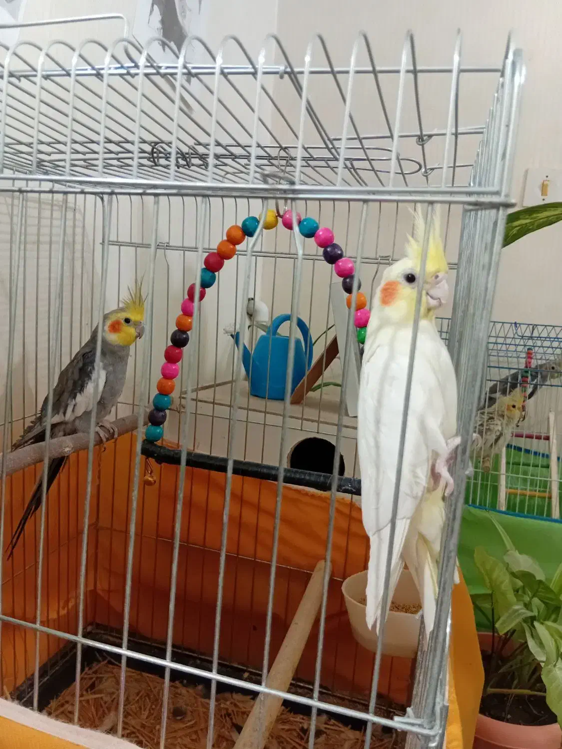 عروس هلندی|پرنده|اصفهان, خواجه عمید|دیوار