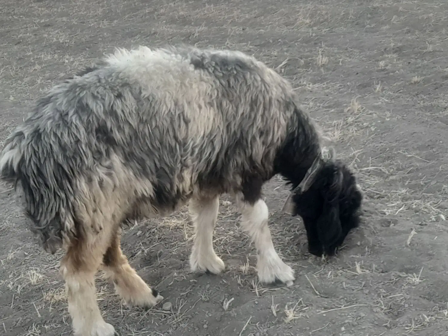 میش .بره .|حیوانات مزرعه|اردل, |دیوار