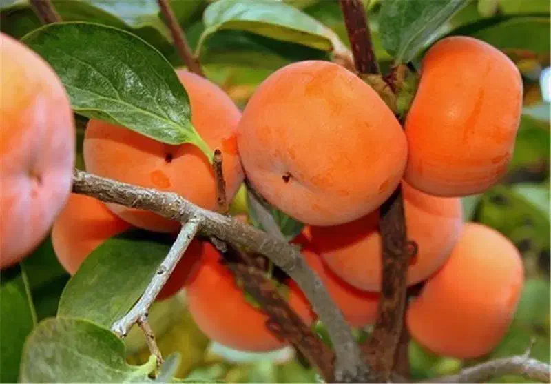 فروش خرمالو اورگانیک کیلویی ۸۸ هزار|خوردنی و آشامیدنی|مهاباد (آذربایجان غربی), |دیوار