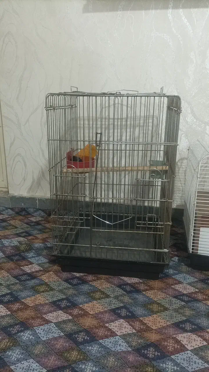 قفس  پرنده|لوازم جانبی حیوانات|نسیم‌شهر, |دیوار