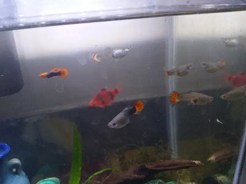 اکواریوم ماهی گوپی و چانا تخفیف خورده|ماهی|همدان, |دیوار