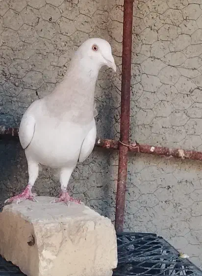 کبوتر|پرنده|کازرون, |دیوار