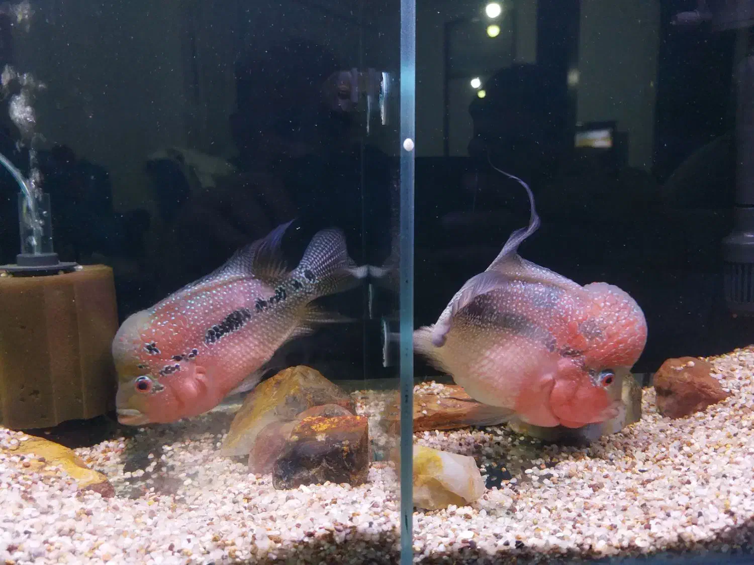 فلاور بالغ مولد|ماهی|ارومیه, |دیوار