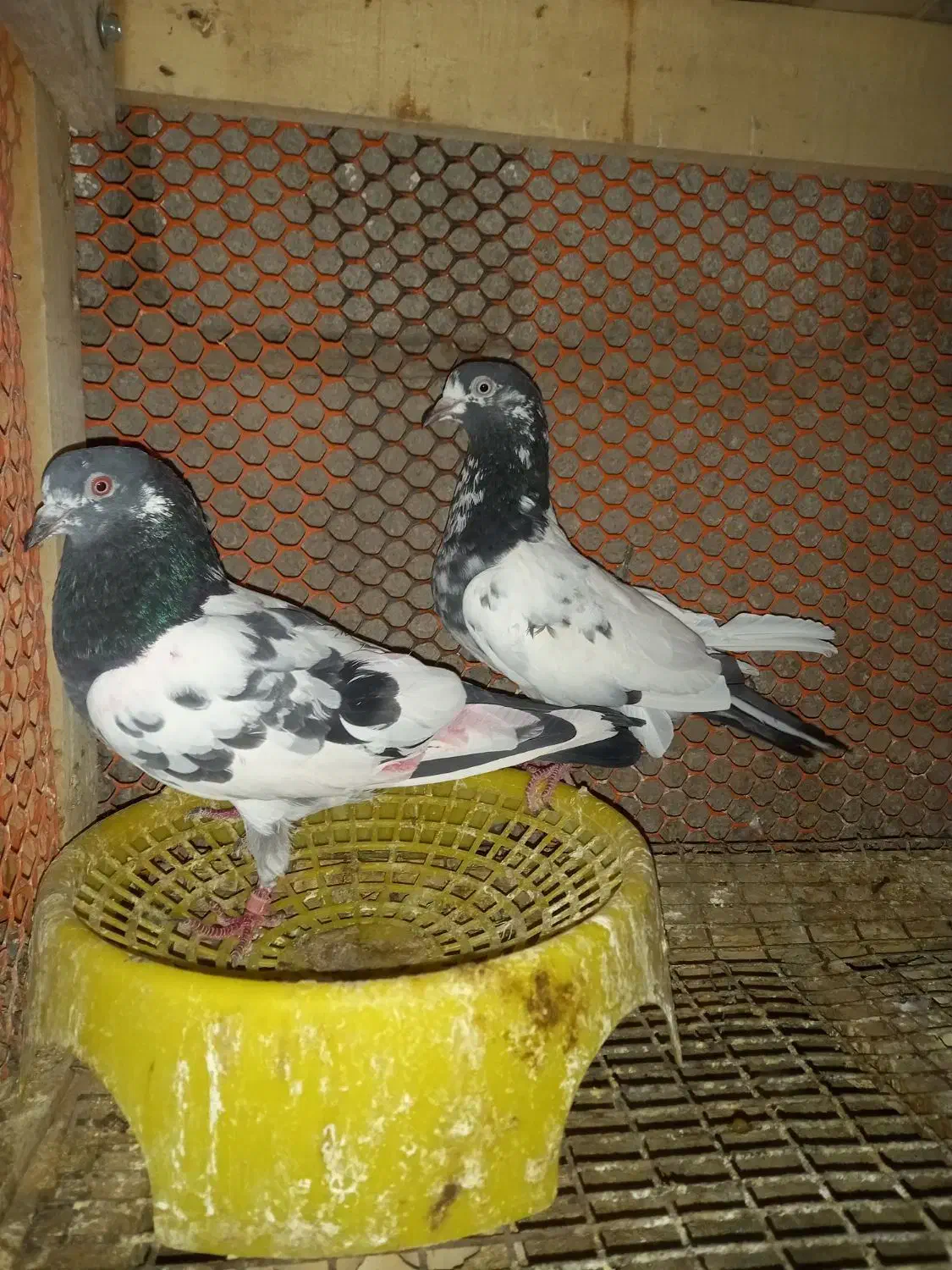 شیخی پاکستانی|پرنده|آبادان, |دیوار