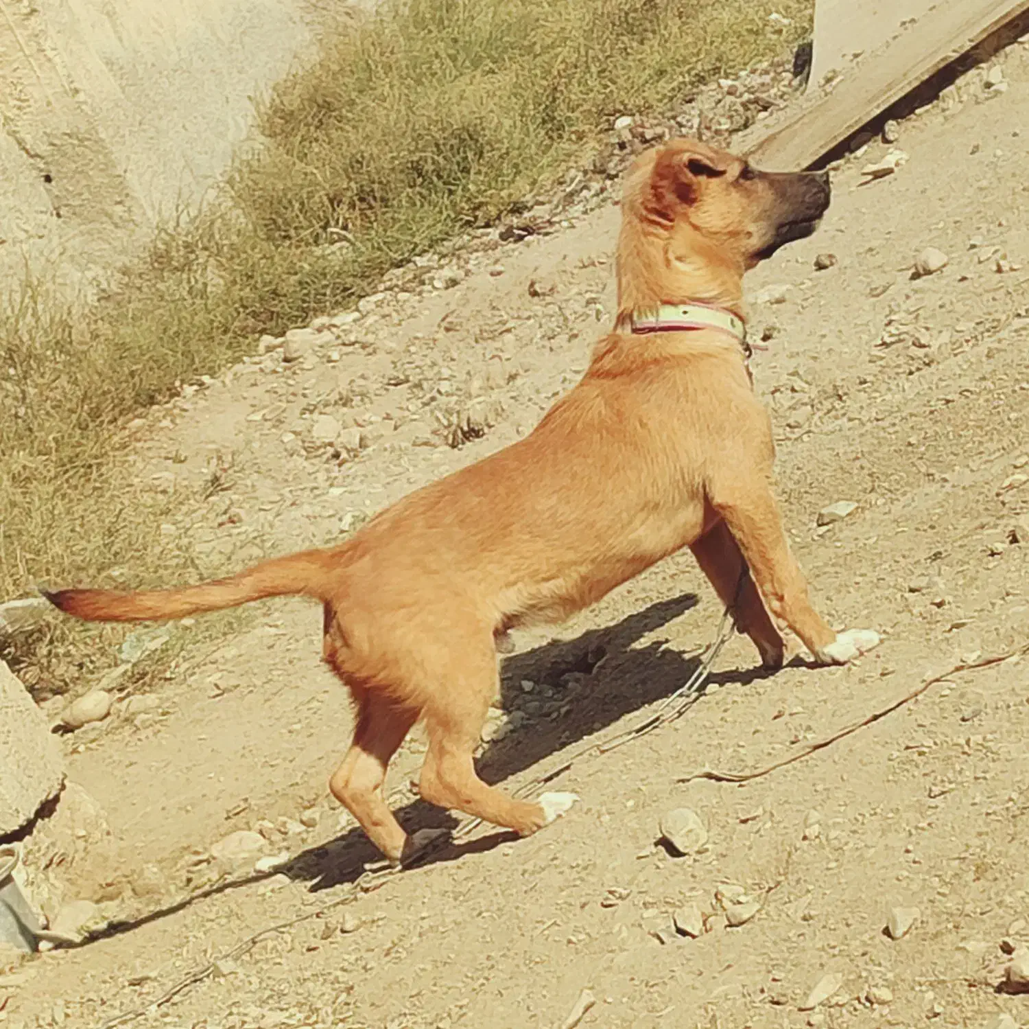 سگ پاکوتاه|سگ|احمدآبادمستوفی, |دیوار