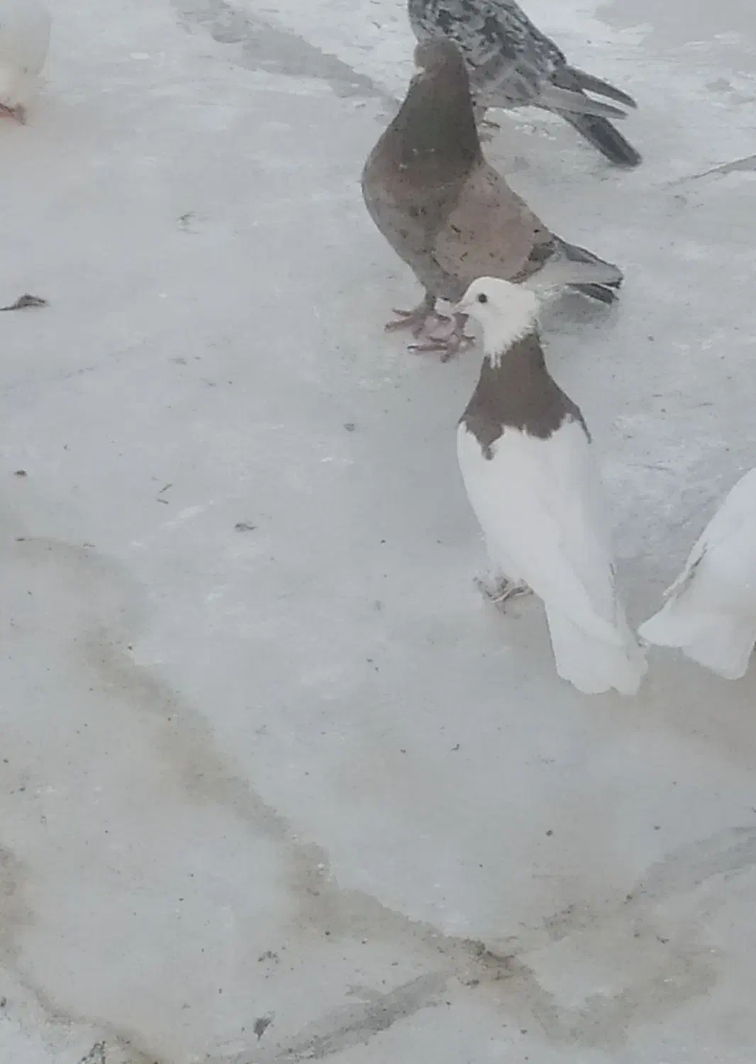 طوقی|پرنده|نطنز, |دیوار