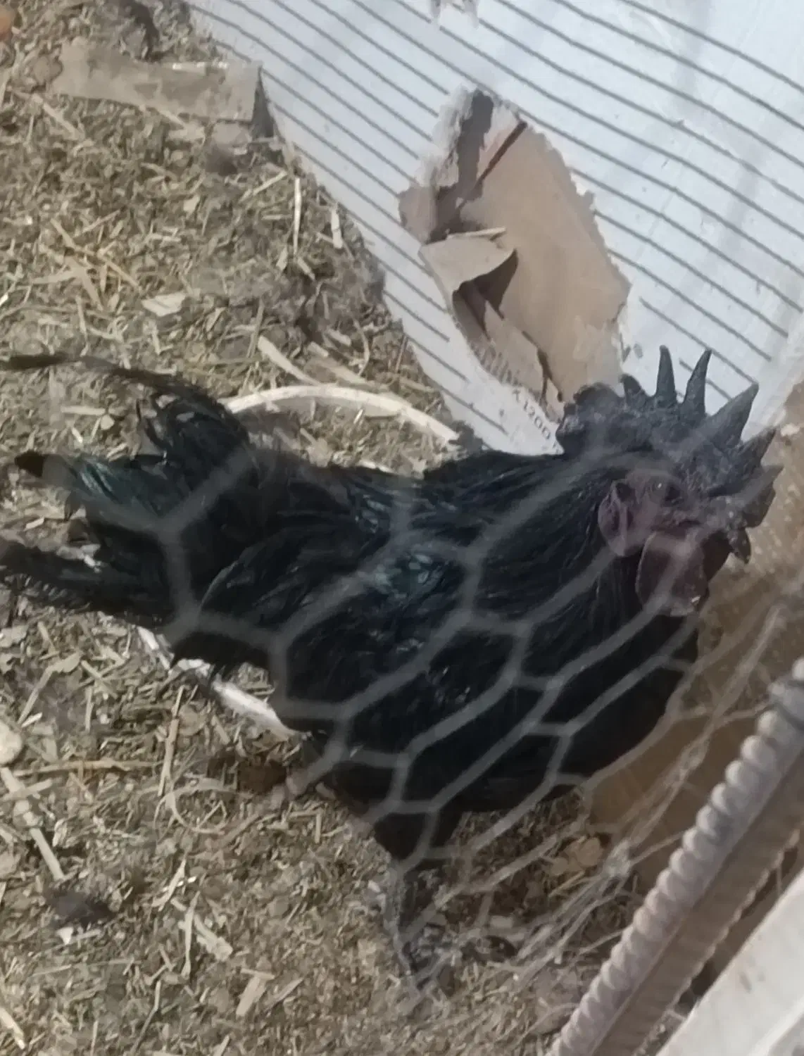 مرغ شاخدار.جوجه بوقلمون ایام سمانی. برهما.لهستانی.|حیوانات مزرعه|اصفهان, باتون|دیوار