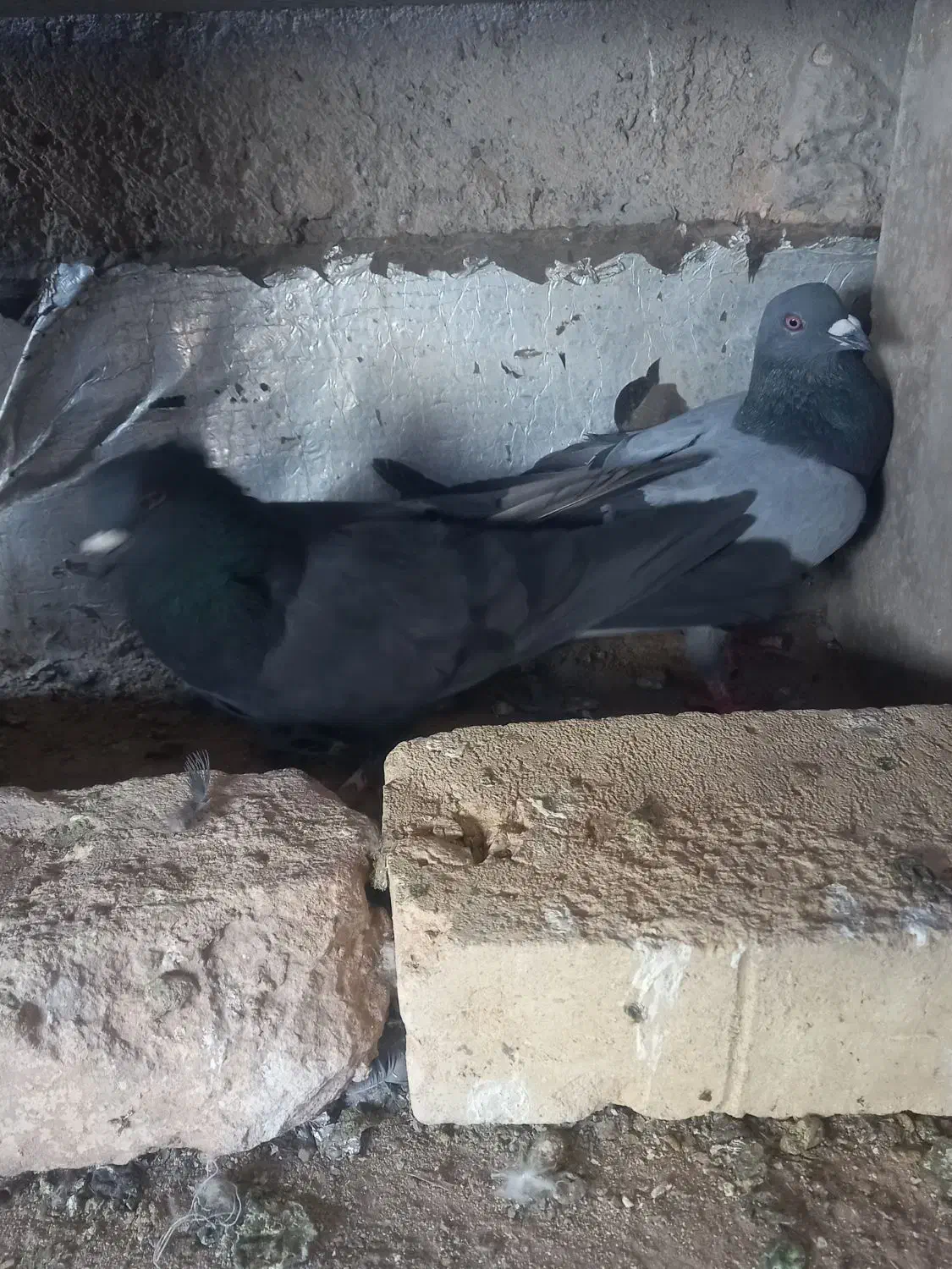 پرنده|پرنده|یزد, |دیوار