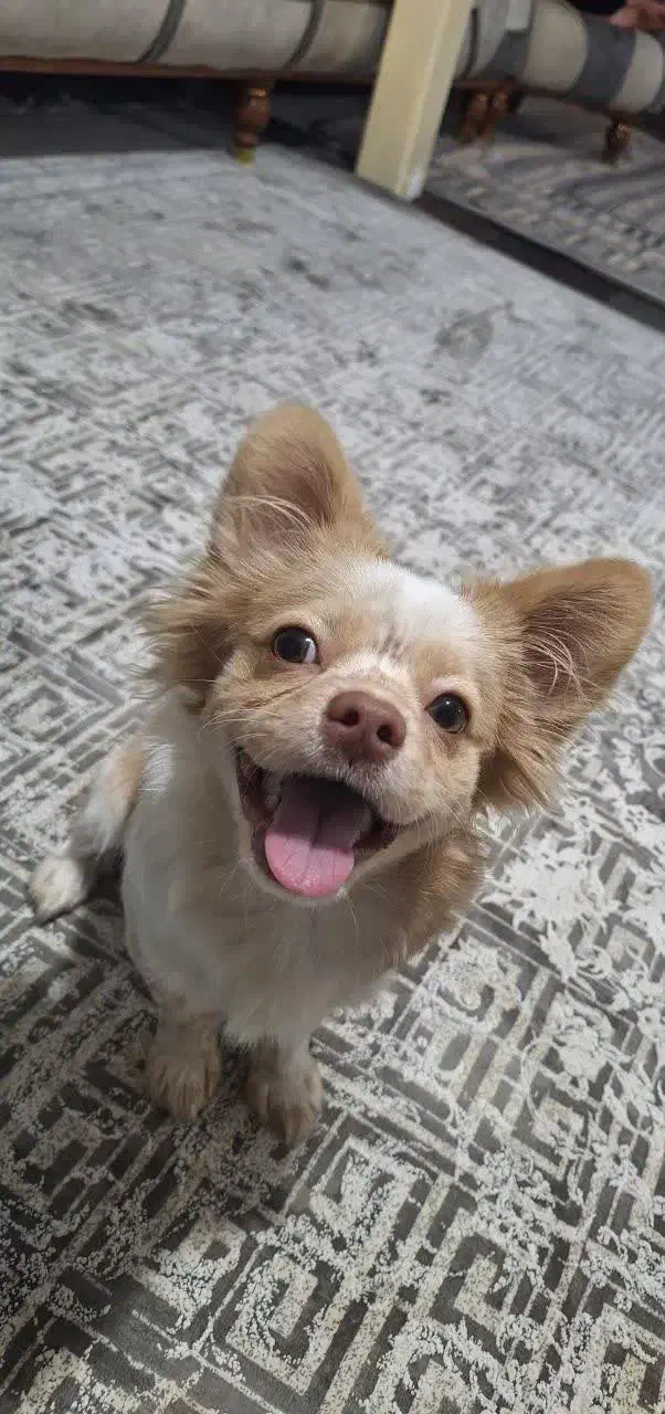 سگ مالتیز واگذاری|سگ|اسلامشهر, شهرک قائمیه|دیوار