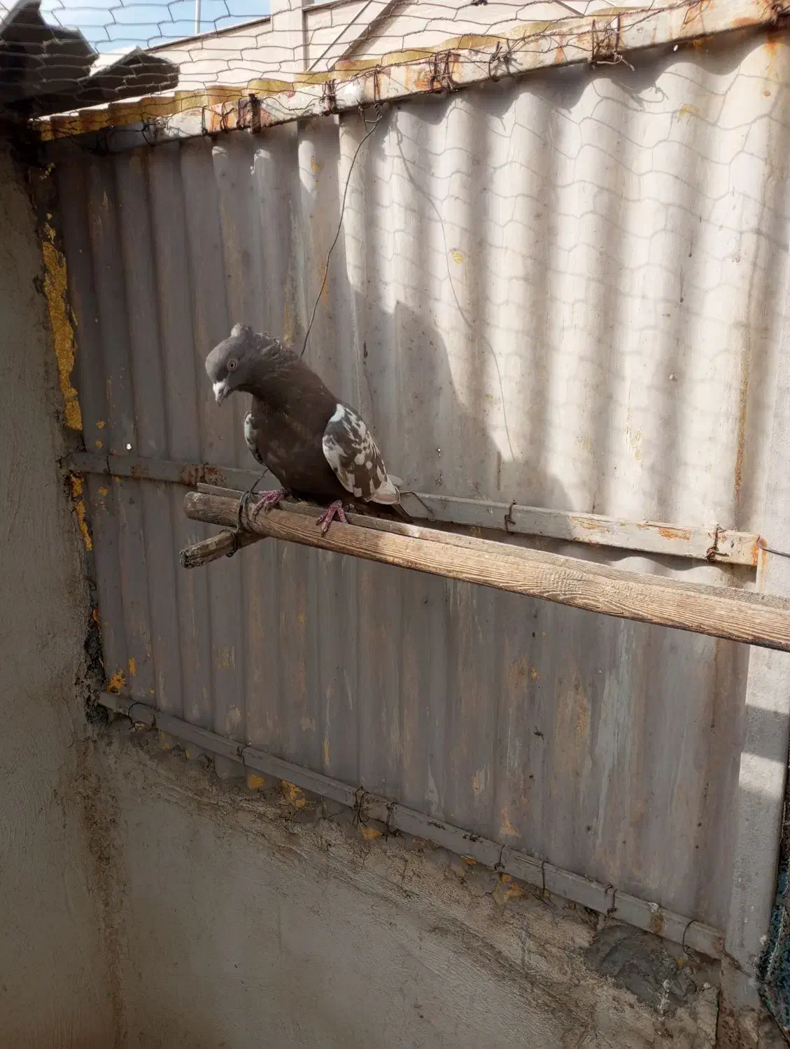 کبوتر. رنگی نر|پرنده|فردیس, نگارستان|دیوار