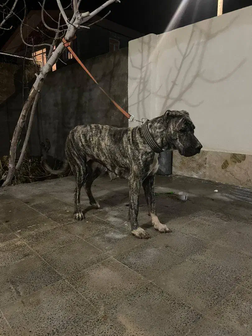 سگ ماده سراب افغان اصیل یک ساله نگهبان|سگ|ساوه, |دیوار