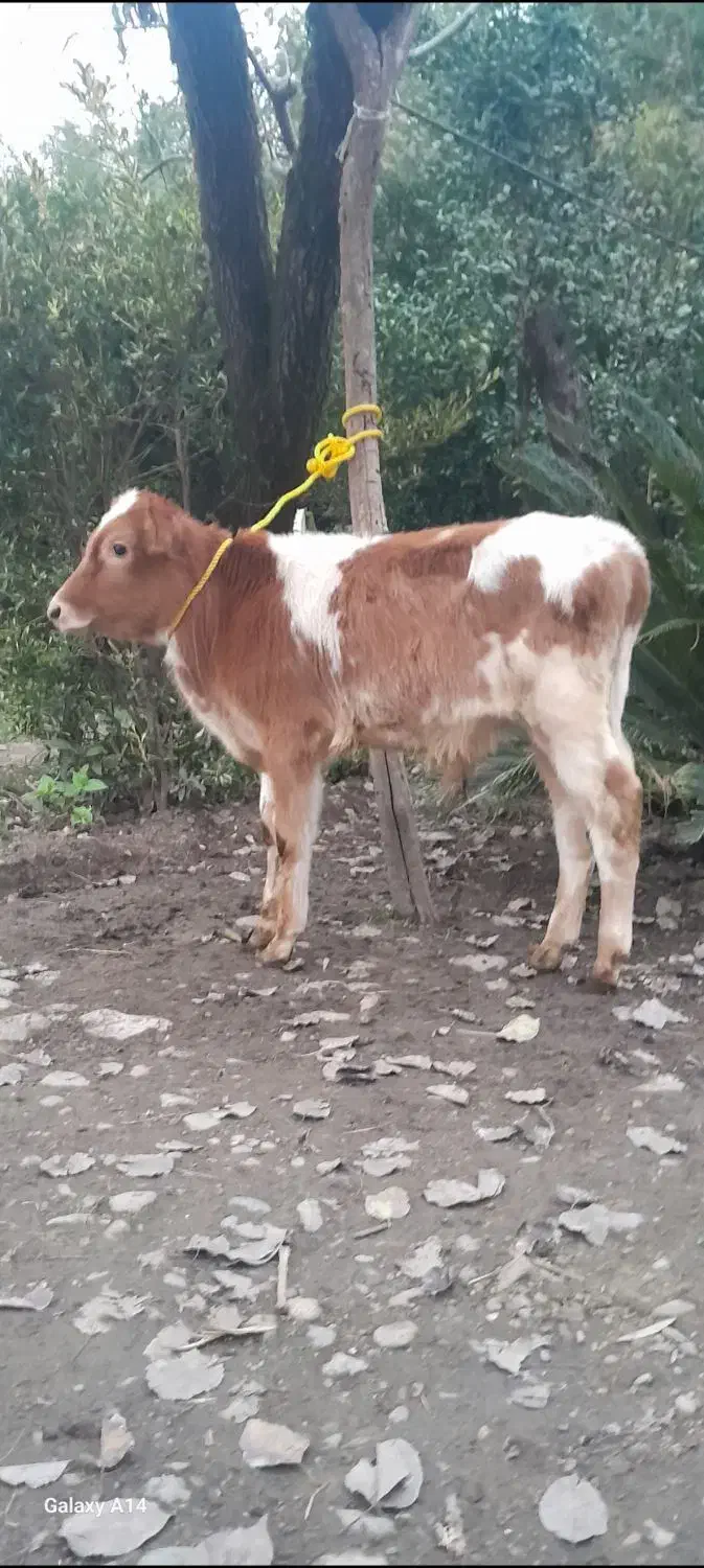 گوساله نر  گاو|حیوانات مزرعه|رشت, نظری|دیوار