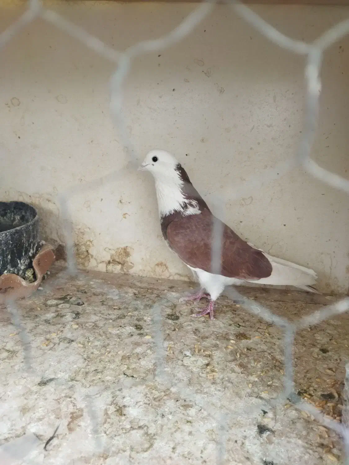 همه عالی به شرط گرفتنی هستن|پرنده|تهران, هاشمی|دیوار