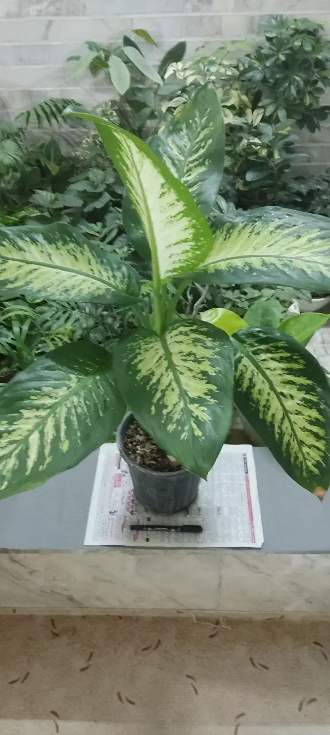 کافیه بپسندی و انتخاب کنی و درب منزلت تحویل بگیری|گل و گیاه طبیعی|شاهینشهر, دهخدا|دیوار