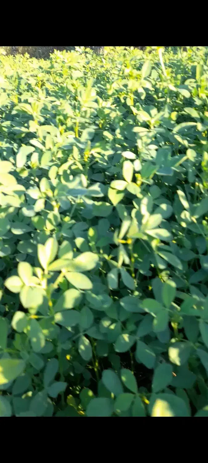 یونجه صدرصد خالص چین دوم|لوازم جانبی حیوانات|خوی, |دیوار