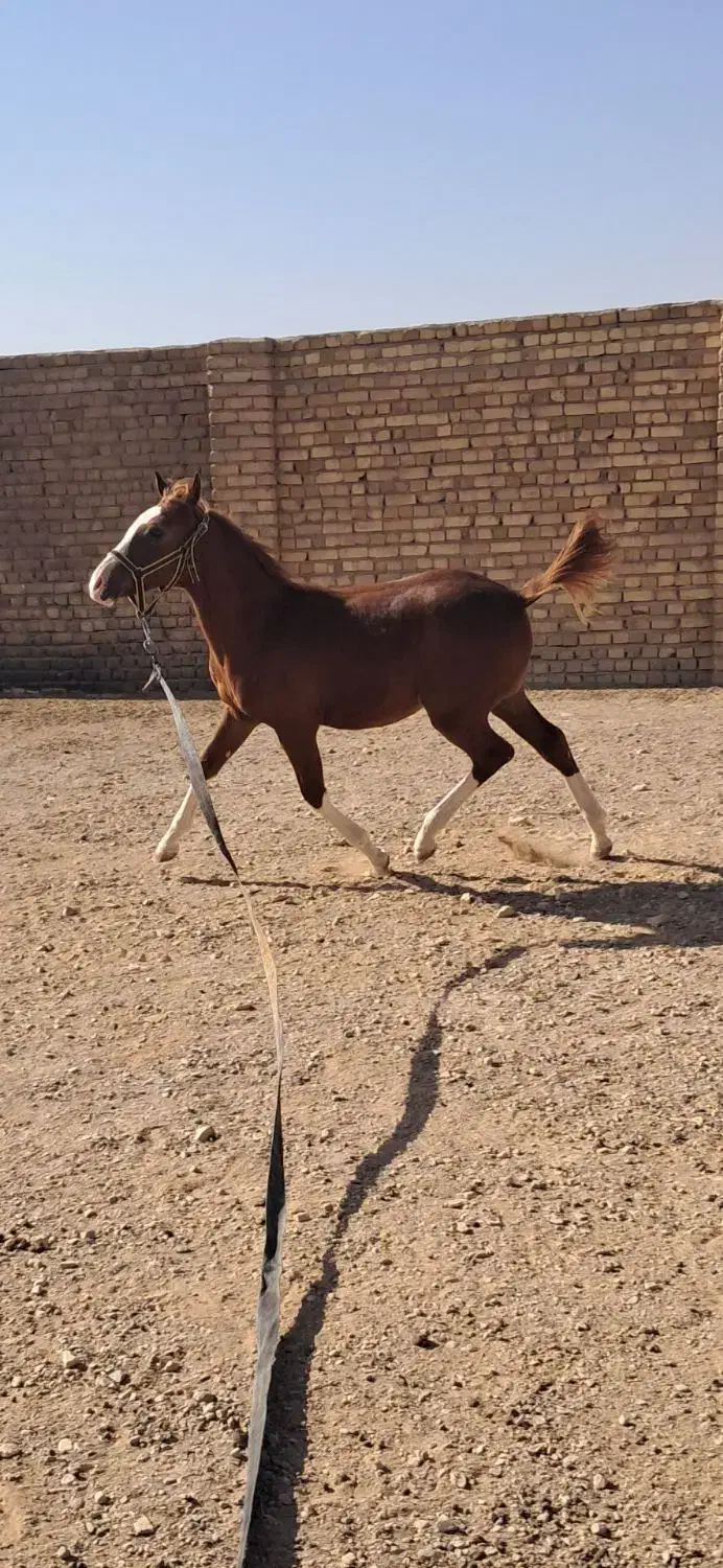 اسب|اسب و تجهیزات اسب‌سواری|اسفرورین, |دیوار