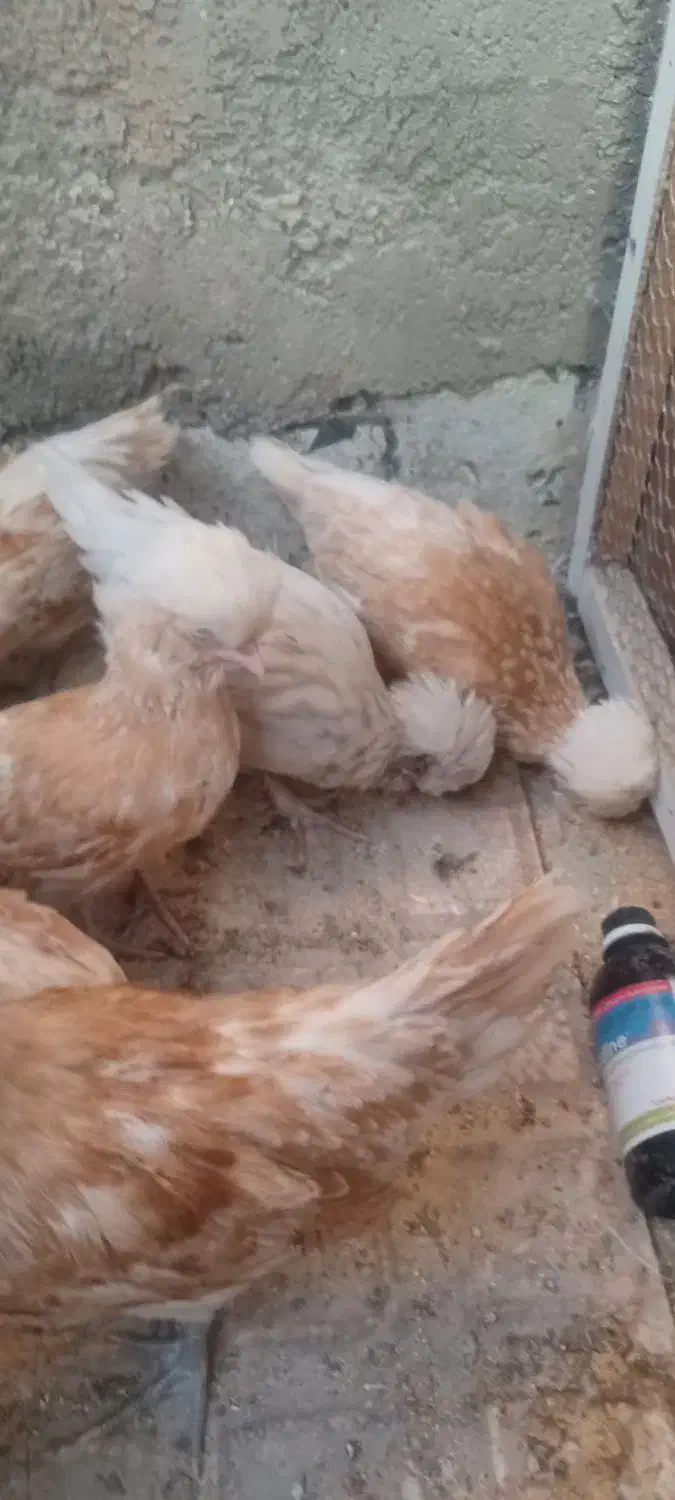 جوجه پولند|حیوانات مزرعه|کاشان, فین کوچک|دیوار