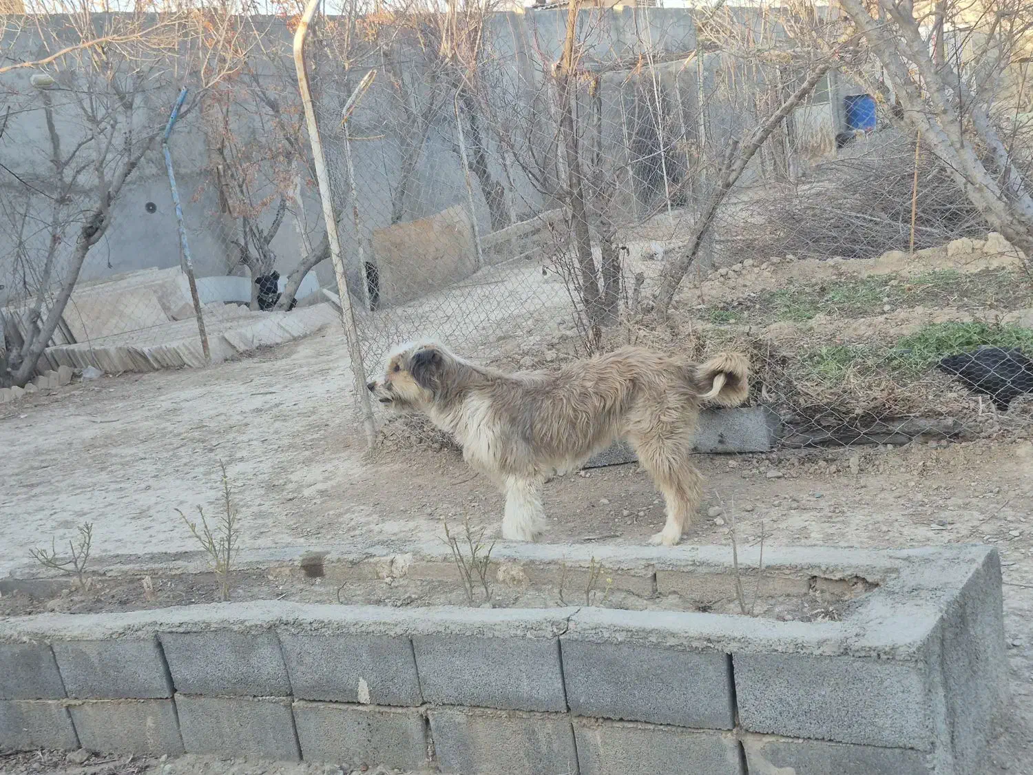 سگ پشمالو|سگ|رباط‌کریم, کاظم‌آباد|دیوار