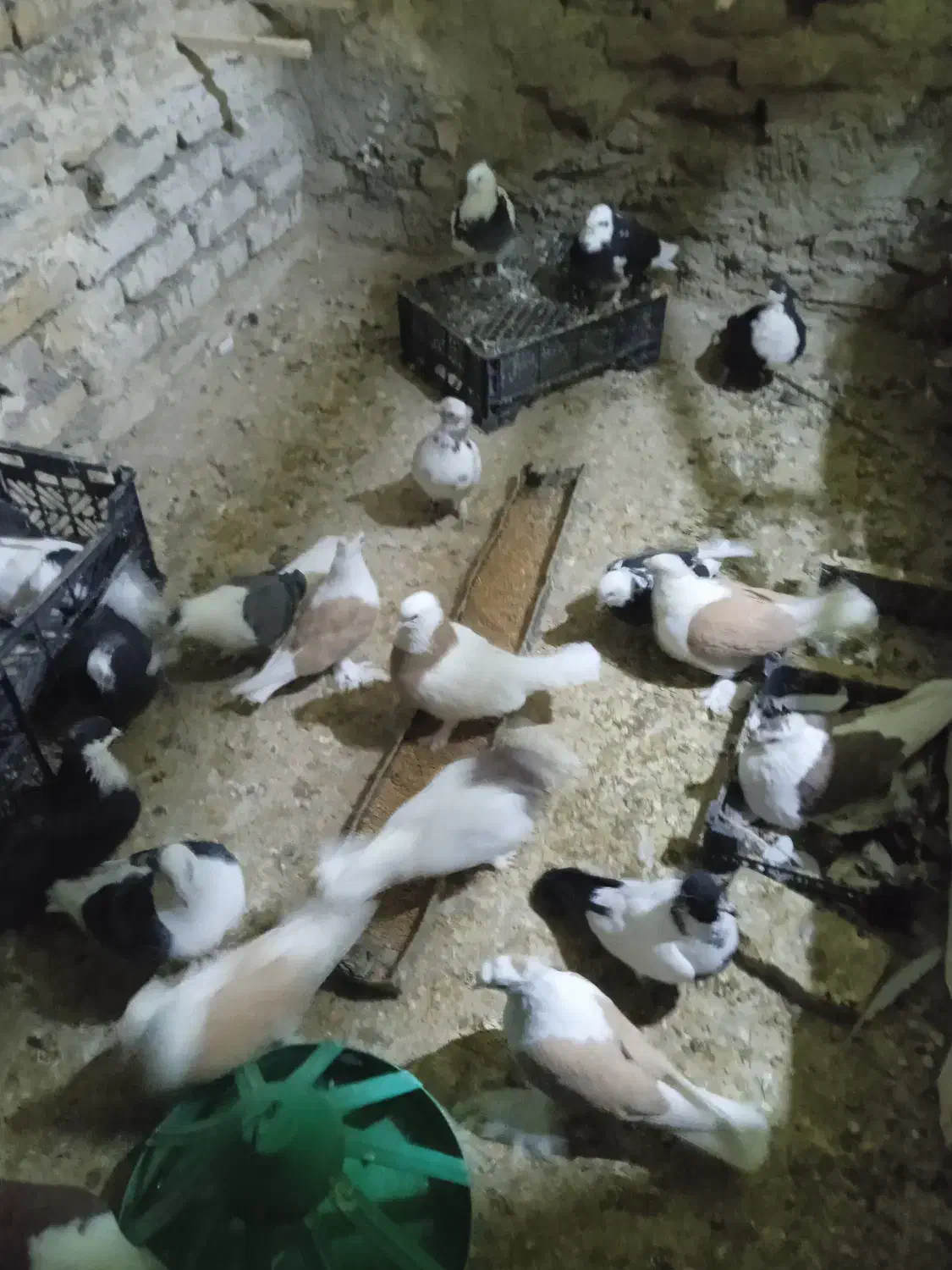 پرنده|پرنده|تربت‌حیدریه, کوی شهید احمدزاده ملکی|دیوار