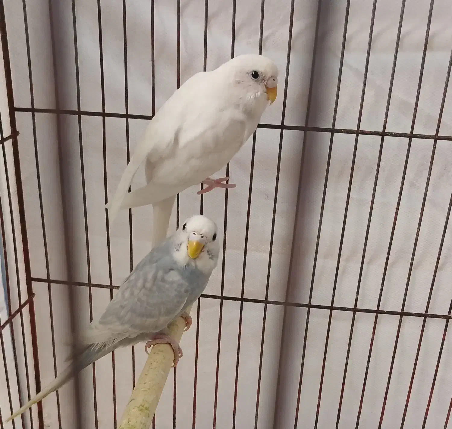 مرغ عشق رینبو|پرنده|رودسر, |دیوار