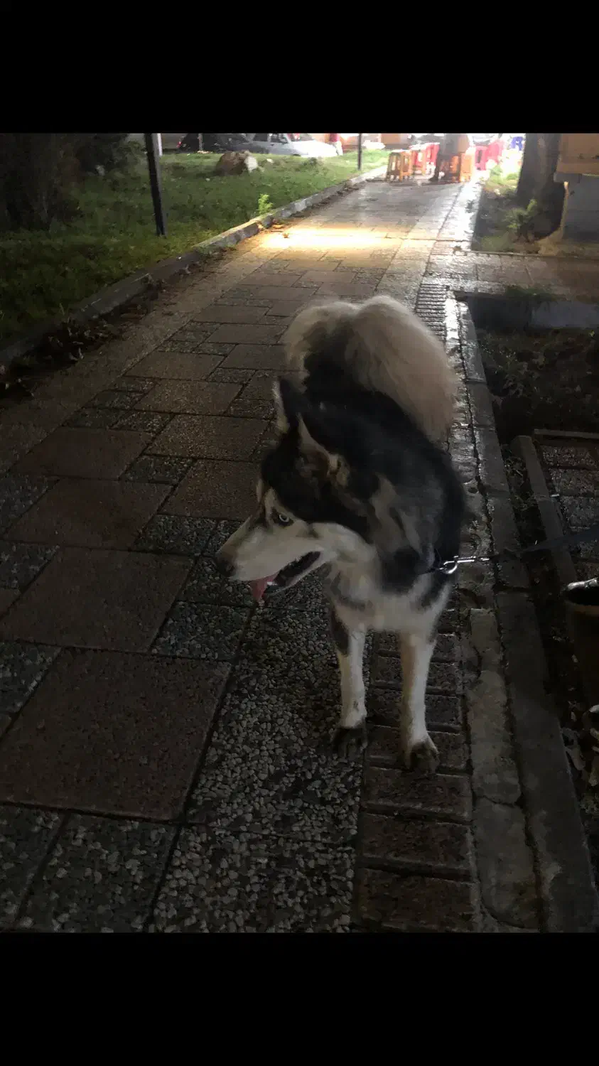 سگ هاسگی مالاموت|سگ|رشت, یخسازی|دیوار