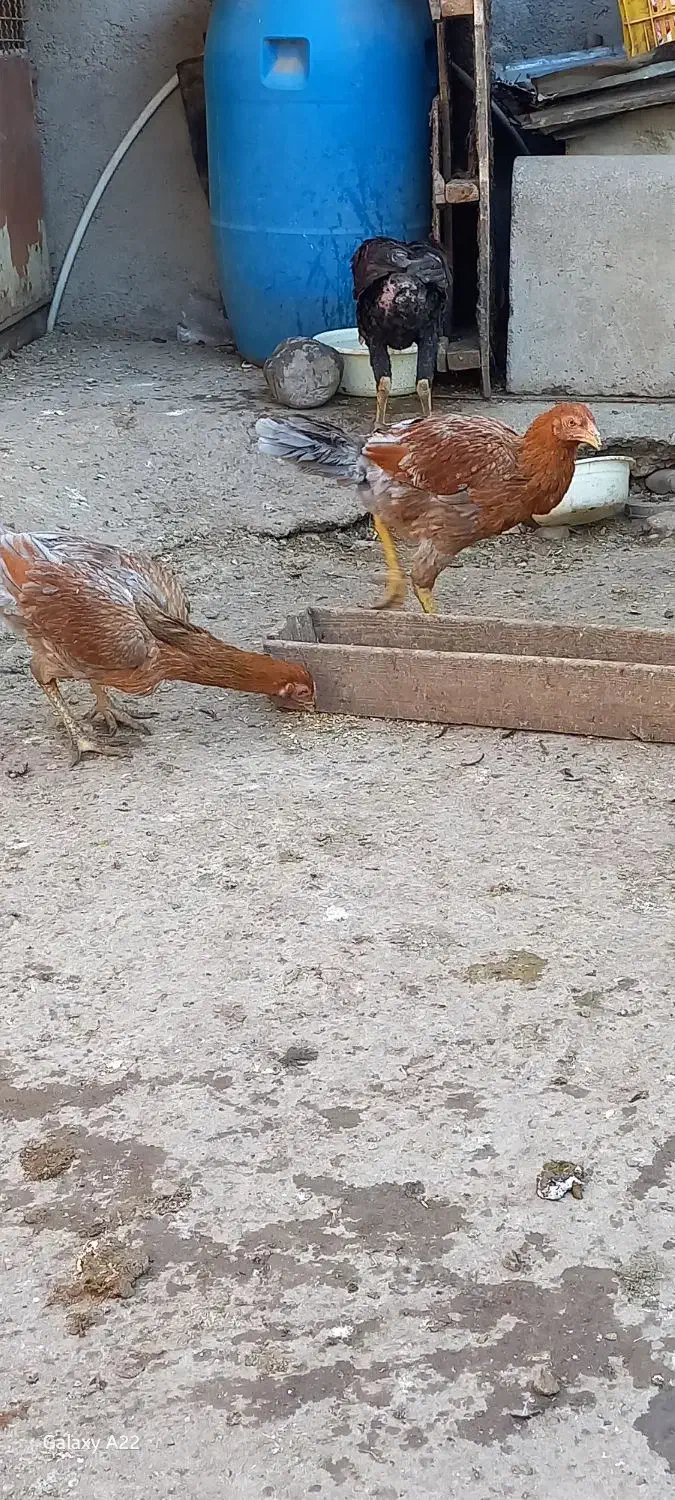 با سلام فروشی درجه‌ یک|حیوانات مزرعه|خان ببین, |دیوار