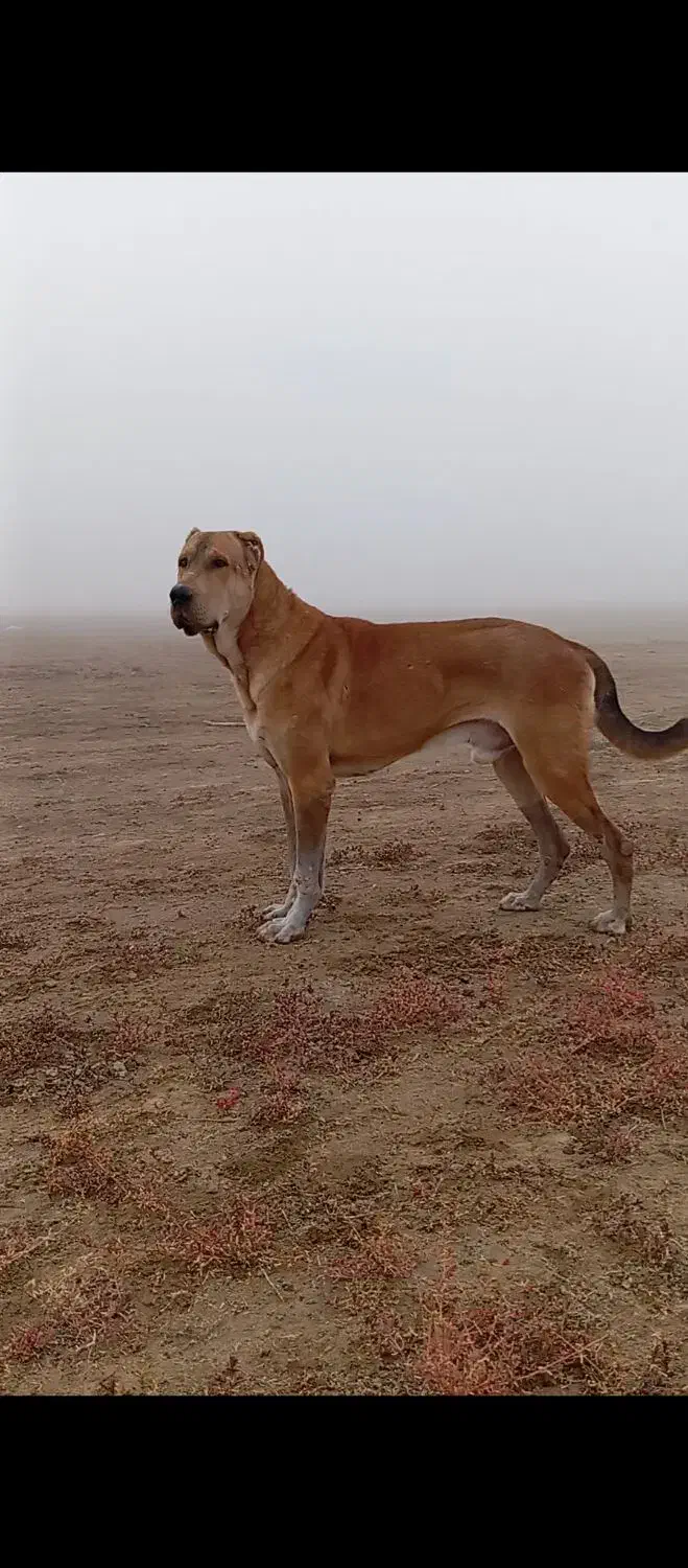 سگ نر ۱۸ ماهع|سگ|بندر ترکمن, |دیوار